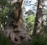Valley of the Giants Cottage - Airlie Beach Holiday
