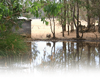 Cambray Cottages - Airlie Beach Holiday 3