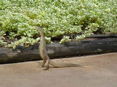 Town Caravan Park - Airlie Beach Holiday 3