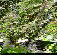 Daintree Ecolodge - Airlie Beach Holiday