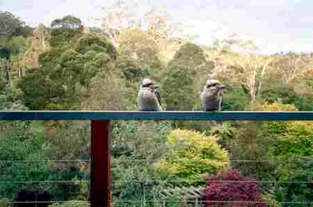 Mast Gully Gardens - Airlie Beach Holiday 0