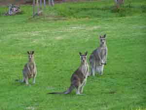 Sunway Farm B And B And Tours - Airlie Beach Holiday 1