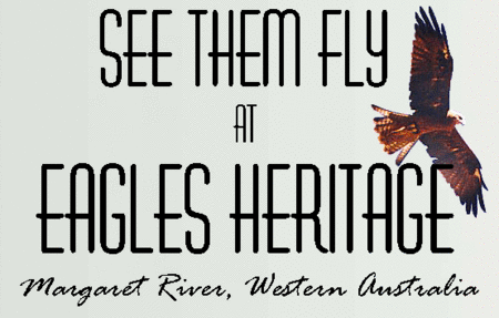 Eagles Heritage Raptor Wildlife Centre - Airlie Beach Holiday