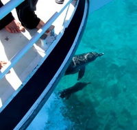 Pelican Charters - Airlie Beach Holiday