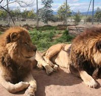 Mansfield Zoo - Airlie Beach Holiday
