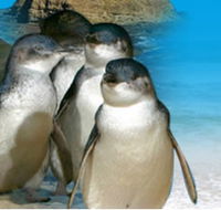 Phillip Island Penguin Parade - Airlie Beach Holiday