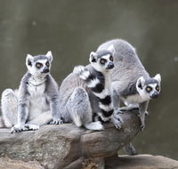 Adelaide Zoo - Airlie Beach Holiday