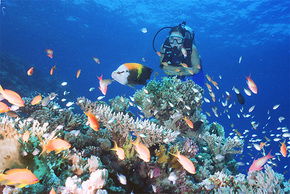 Drop Zone Dive Site - Airlie Beach Holiday 0
