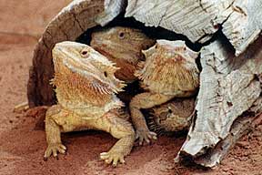 Alice Springs Reptile Centre - Airlie Beach Holiday 0
