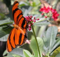 Butterfly Farm - Airlie Beach Holiday