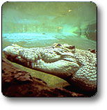 Kakadu National Park - Airlie Beach Holiday 1