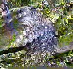 Koala Conservation Centre - Airlie Beach Holiday