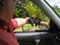 Mount Tamborine Winery & Homestead - Airlie Beach Holiday 1