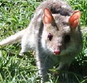 Urimbirra Wildlife Park - Airlie Beach Holiday