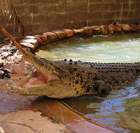 Wyndham Zoological Gardens and Crocodile Park - Airlie Beach Holiday