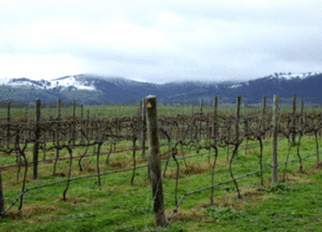 Kinloch Wines - Airlie Beach Holiday