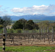 Buller View Wines - Airlie Beach Holiday