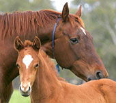 Airlie Beach Holiday