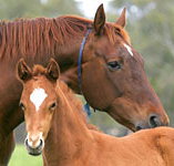 Blue Gum Farm - Airlie Beach Holiday