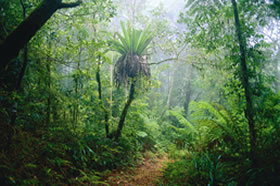 Canungra QLD Airlie Beach Holiday