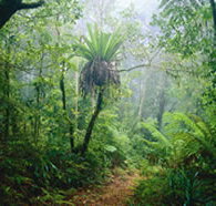 Lamington National Park and OReillys - Airlie Beach Holiday