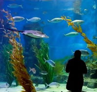 Melbourne Aquarium - Airlie Beach Holiday