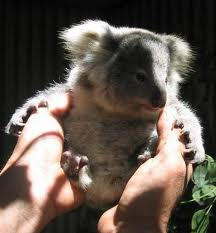 Koala Park Sanctuary - Airlie Beach Holiday 1