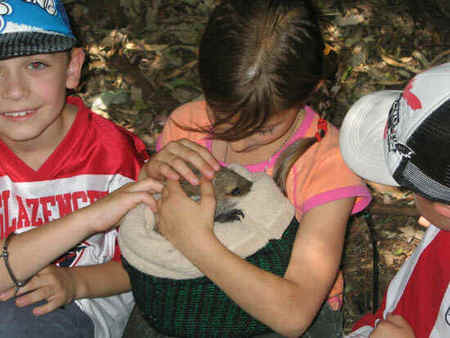 Koala Park Sanctuary - Airlie Beach Holiday 3