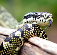 Reptile Encounters - Airlie Beach Holiday
