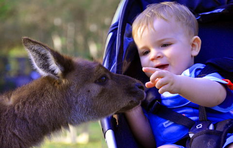 Australian Reptile Park - Airlie Beach Holiday 6