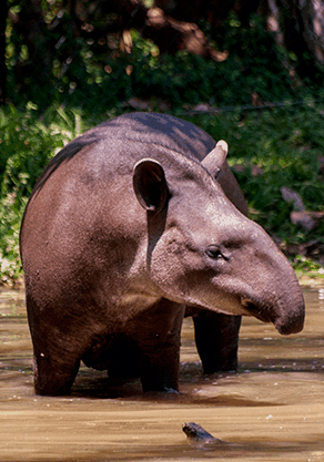 Alma Park Zoo - Airlie Beach Holiday 4