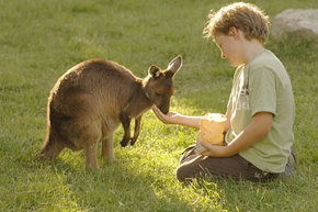 Cleland Wildlife Park - Airlie Beach Holiday 4