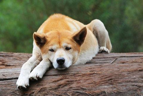 Potoroo Palace - Airlie Beach Holiday 1