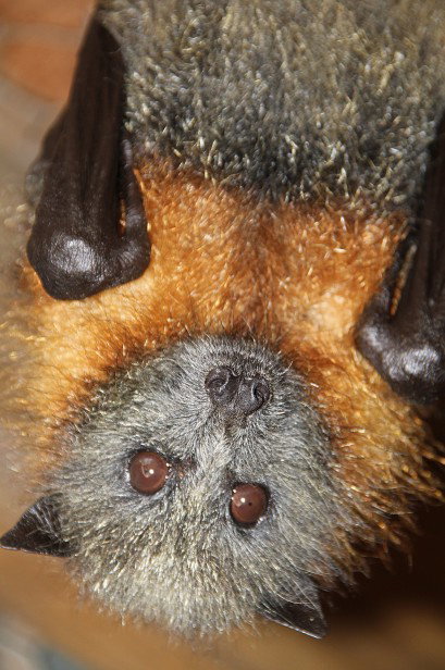 Potoroo Palace - Airlie Beach Holiday 2