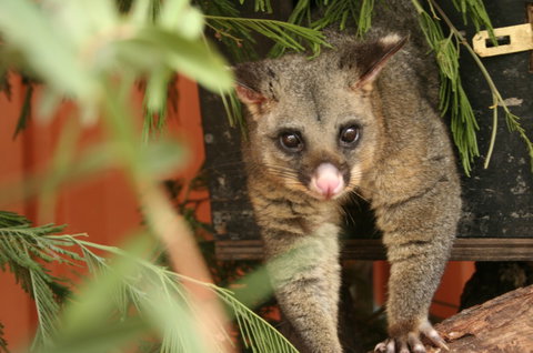Potoroo Palace - Airlie Beach Holiday 3