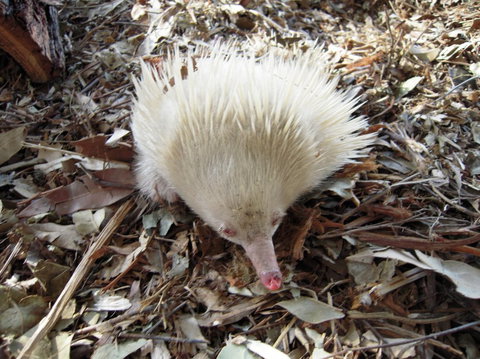 Potoroo Palace - Airlie Beach Holiday 4