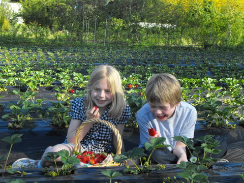 Blue Hills Berries & Cherries - Airlie Beach Holiday 0