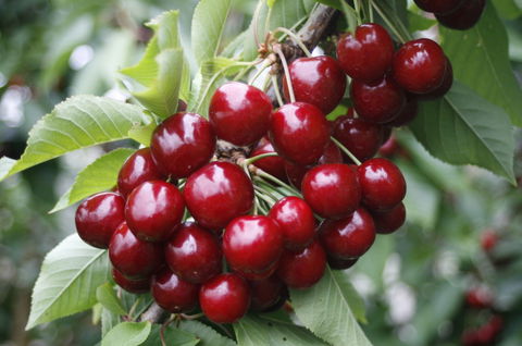 Blue Hills Berries & Cherries - Airlie Beach Holiday 2