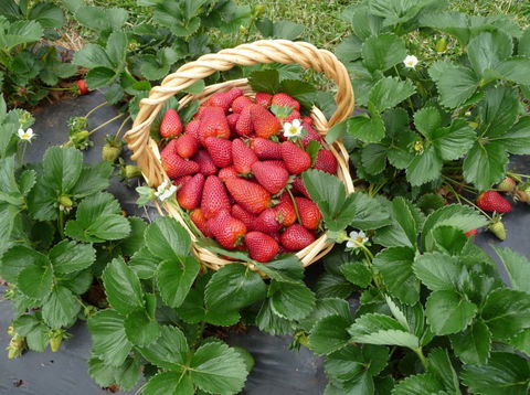 Blue Hills Berries & Cherries - Airlie Beach Holiday 3
