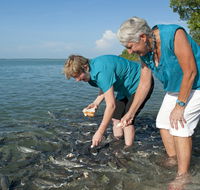 Aquascene Fish Feeding Sanctuary - Airlie Beach Holiday