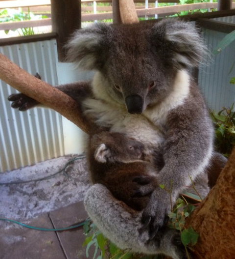 Outback Splash - Airlie Beach Holiday 3