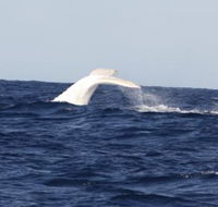 Australian Whale Watching - Airlie Beach Holiday