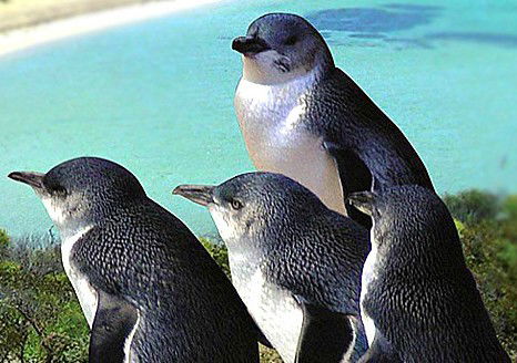  Airlie Beach Holiday