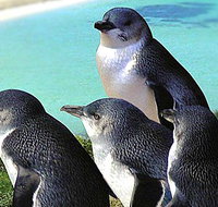 Rockingham Wild Encounters - Airlie Beach Holiday