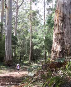Warren River Loop Walk - Airlie Beach Holiday 0
