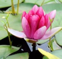 The Lotus Day Spa and Retreat - Airlie Beach Holiday