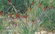 Kalbarri Wildflower Centre - thumb 0