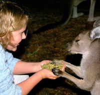 Discovery Bay's Walk on the Wild Side - Airlie Beach Holiday