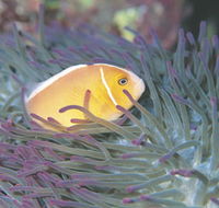 Rowley Shoals - Airlie Beach Holiday