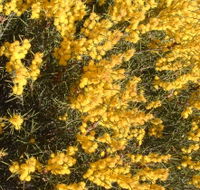 Dalwallinu Remnant Bushland - Airlie Beach Holiday